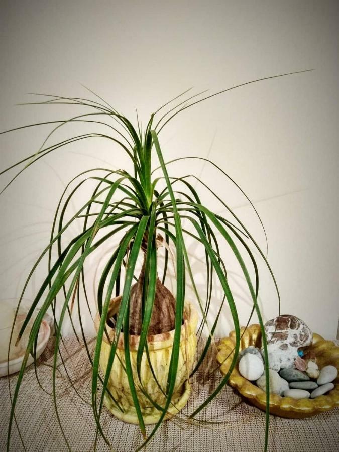 קלמאטה Deili Studio Loft מראה חיצוני תמונה